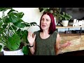 Step-By-Step BEST Way to Propagate Alocasia from Corms | Propagating Alocasia Bulbs (Corms)