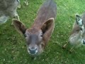 Fallow deer (dama dama) at Silver Trees