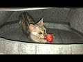 Young Cat Playing - 