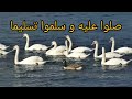 الصلاة الابراهيمية رددها في الثلث الأخير من الليل و تعال بشرني بامنياتك التي كنت تظنها مستحيلة