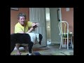 Heeling Tips & Tricks #4 - Watch POE Grow - The life and Training of a Competition Puppy