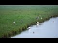 Fouragerende lepelaars in de Uitgeesterbroekpolder