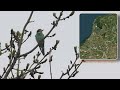 Rarest birds in the Netherlands & Western Palearctic week 29 2024