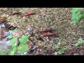 American Dipper swimming with spawning Kokanee.