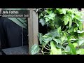 How to Make a Living Plant Wall (DIY)