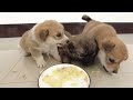 Heartwarming！I made tuna potato salad and salmon noodles for three starving stray puppies