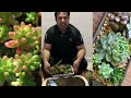 Growing Succulents | Succulent Arrangement in a Fairy Garden | Dish Garden Succulents Design