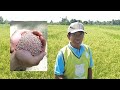 The Rice Direct Seeding Guide for Everyone