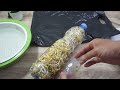 The Easiest Way to Grow Mung Bean Sprouts at Home - Using a Plastic Bottle!