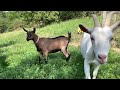 Maurice the Pug’s goats