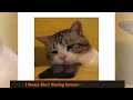 50 Times Cats Acted So Goofy, Their Owners Thought They Were Broken - Funny cat