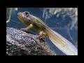 The Life Cycle of a Frog: Metamorphosis from Tadpole to Frog for Kids - FreeSchool