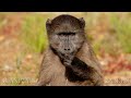 African Savanna 8K ULTRA HD | African Safari Animals | Relaxation Film Forest