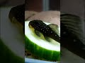 Tiny Blue Phantom Pleco Eating Cucumber #fish #shorts