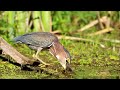 Green Heron