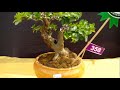 BONSAI II Bonsai Exhibition Purwosari Small Mame Shito