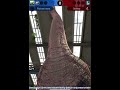 Legendary GLYPTOCERAS BUFF! Level 30 First Look- Jurassic World Alive beta