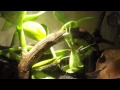 Mantis molting and wing formation 8-13-15