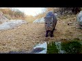 Sonoran Desert Wildlife: Trail Camera Videos in Arizona