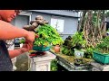 Giao lưu 10 tác phẩm bonsai mới tại Vườn Bonsai Hữu Quang (Bình Định)