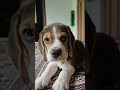 Watch This If You Are A PUPPY LOVER!