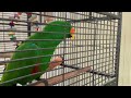 My pet parrot