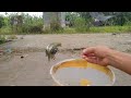 VIRAL_HOLDING HUNDREDS OF BIRDS WITHOUT CAGES