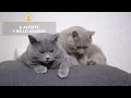 How to CALM DOWN an Aggressive or Angry CAT 😾 (5 Ways)