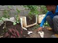 I wish I had known this tip for growing sweet potatoes sooner