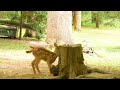 Another Mother with her Twins visit the Stump