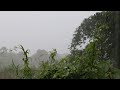 Rain Sounds For Sleeping - 99% Instantly Fall Asleep With Rain Sound, Rainforest with thunder