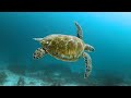 The Ocean 4K - Scenic Wildlife Film With Calming Music || Scenic Film