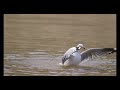 Silver gull taking a bath