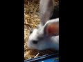 My rabbits lel 😀🙃😀🙃😀🙃◼️◻️😀🙃😀🙃😀🙃