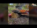 Abandoned Rooster Jumps Into Couple's Truck And Goes Home With Them | The Dodo