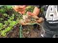 Amazing Catching Crab Near Mangrove forest After Water Low Tide #crabs #youtube    | BONG VATH |
