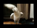 Ez a papagáj igen kedveli a Gangnam Style-t
