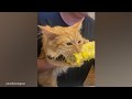 Orange cats behavior! 🍊😹  Funny Cat Videos 2024