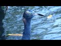 10 20 17 Heron versus Snake Eel