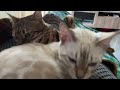 I Got A Bengal Cat For My Bengal Cat | Introducing the cats | One month update