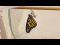 Monarch Butterfly Emerges from Chrysalis (extra contrast)