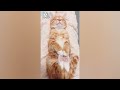 Funny Cats and Dogs Will Make You Laugh - Funny Animal Videos 2022