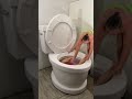 WORLDS LARGEST TOILET 1 MILLION TIK TOK FOLLOWERS