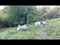Epic pug play with Maurice The Pug, Bubble and Zeus❗️