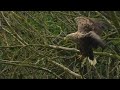 van visarend tot zeearend buffel en vos genoten vanmorgen vroeg #wildlife #eagle #biesbosch #natuur