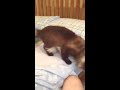 Kitty video