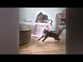 😹 Funniest Cats 😆🐶 Best Funny Animals 2024 😅🐶