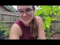 Growing Okra in Zone 9 | Florida Garden | TheGardenLadyFL (OLD GARDEN)