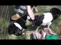 Baby goats at mayfest