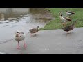 Duck vlog